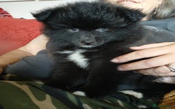 Pomsky dogs for sale: Adorable Pomsky Puppies For Sale - Image 15
