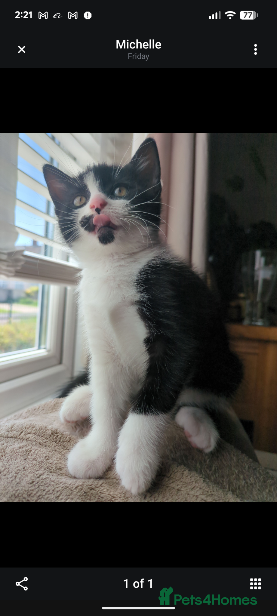 Mixed Breed cats Kitten ready for new home  - Advert 1