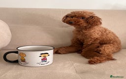 Toy Poodle dogs for sale:  **  toy poodles  - Image 3