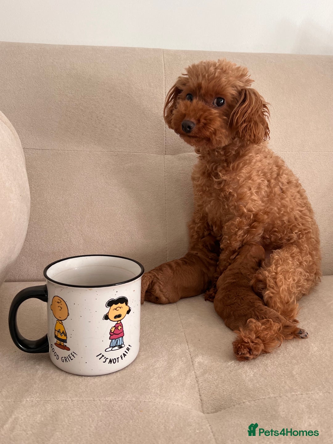 Toy Poodle dogs for sale:  **  toy poodles  - Image 3