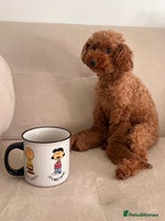 Toy Poodle dogs - Advert 15