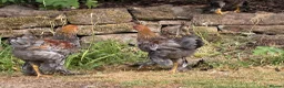 Chickens poultry for sale: Lavender partridge Bantam Brahma & pekin cockerels - Advert 6
