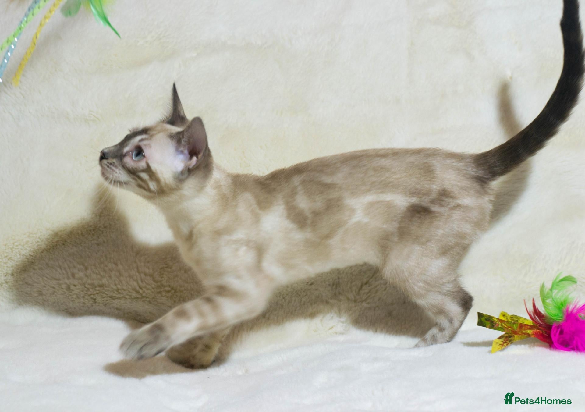 Bengal cats Ready to Leave – TICA Registered Snow Bengal Girl - Advert 1