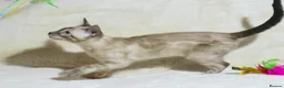 Bengal cats for sale: Ready to Leave – TICA Registered Snow Bengal Girl - Advert 1