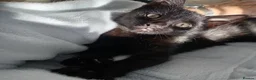 Mixed Breed cats for sale: Kitten for sale in Helston - Advert 3