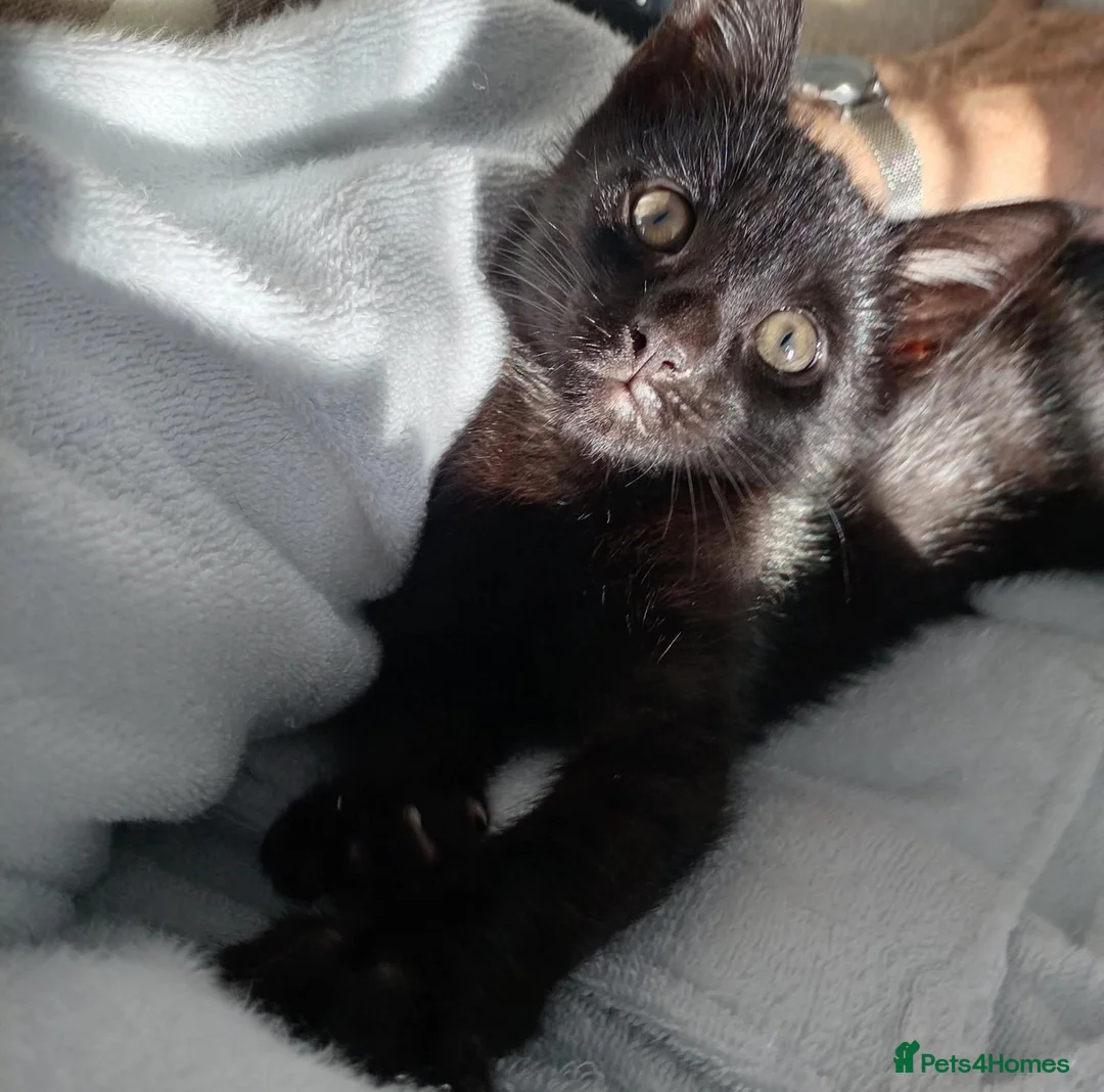 Mixed Breed cats for sale: Kitten for sale in Helston - Advert 3