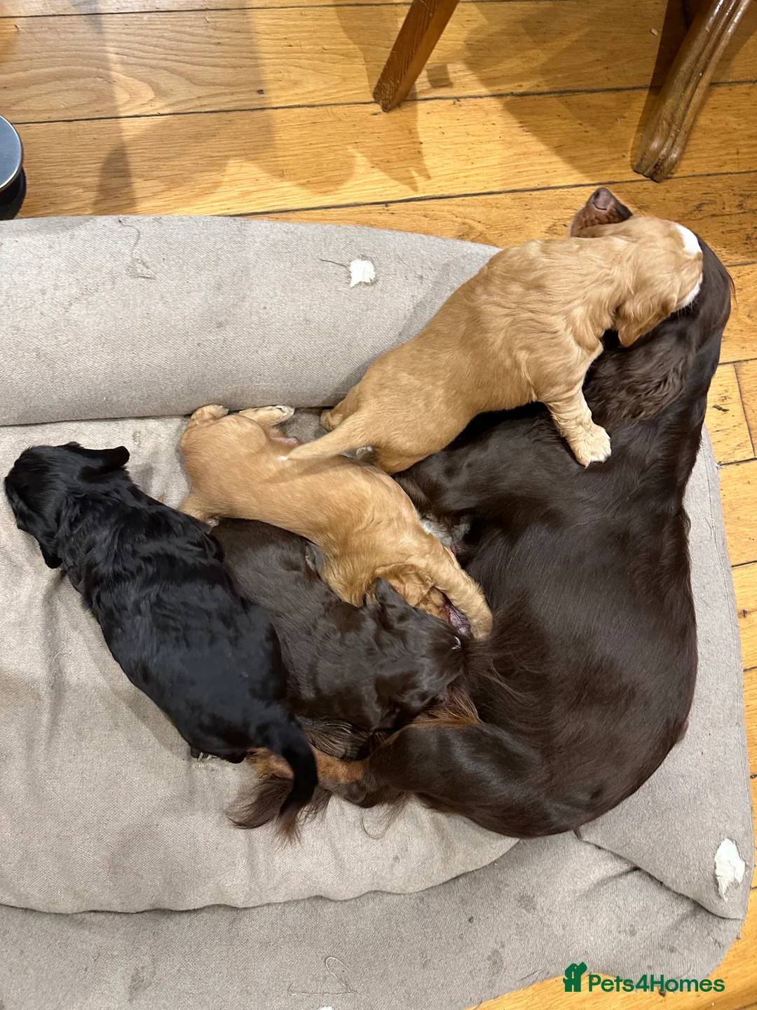 Cocker Spaniel dogs for sale: Working cocker spaniel puppies - Advert 4