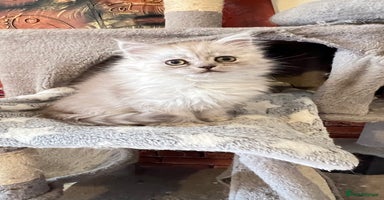 Persian cats - Advert 6