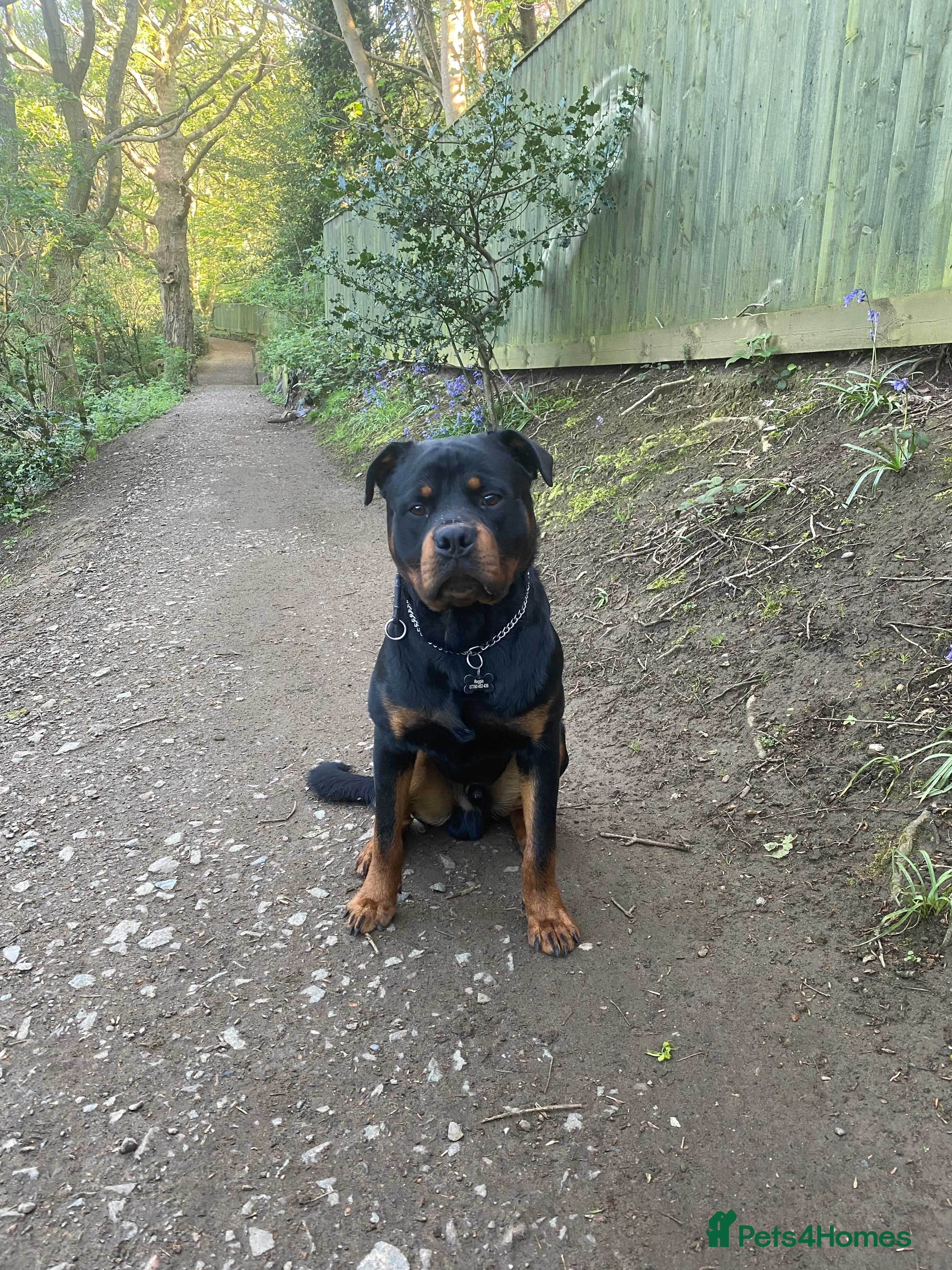 Rottweiler dogs Reggie  - Advert 1