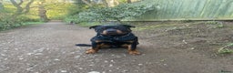 Rottweiler dogs for stud: Reggie  - Advert 1