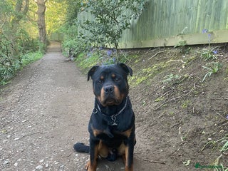 Rottweiler dogs Reggie - Advert 1