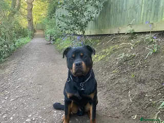 Rottweiler dogs Reggie - Advert 1