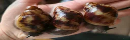 Snails invertebrates for sale: Archachatina Marginata Ovum - Healthy Baby Snails - Advert 4