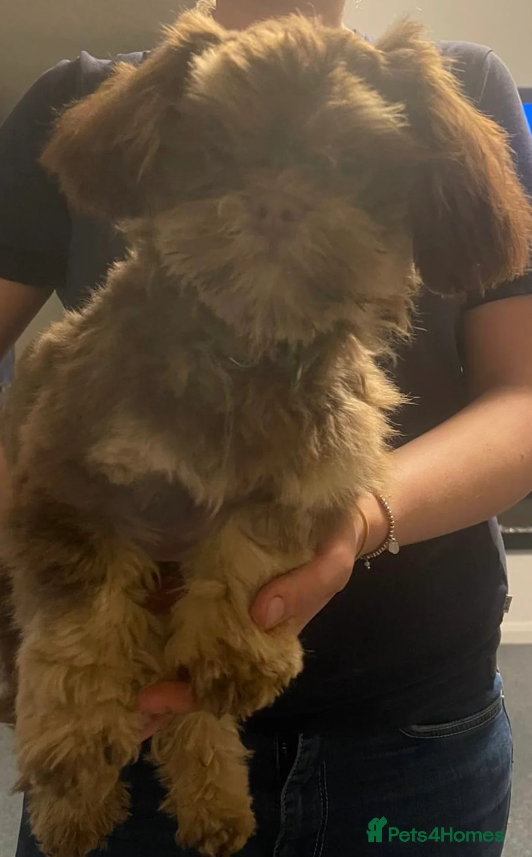 Shih Tzu dogs for sale: Male shih tzu dog  - Advert 5