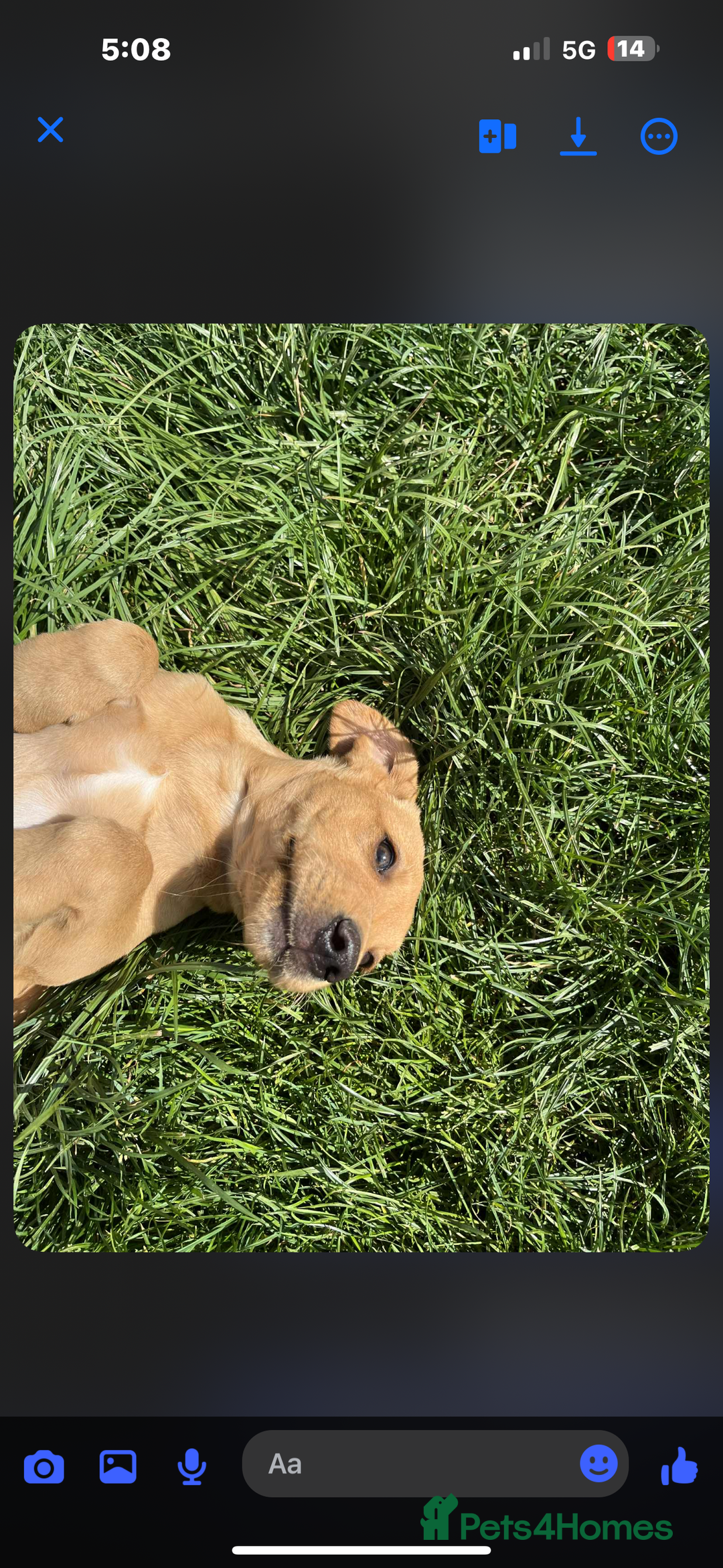 Labrador Retriever dogs for sale: Working Labrador retrievers - Advert 4