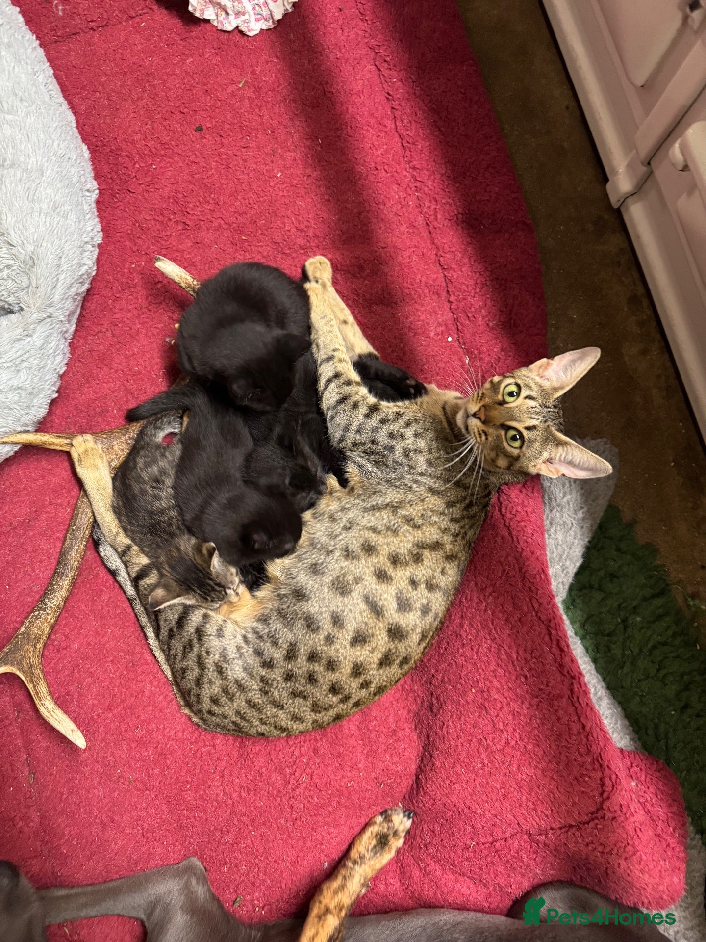 Mixed Breed cats for sale: Gorgeous Savannah kittens  - Advert 1