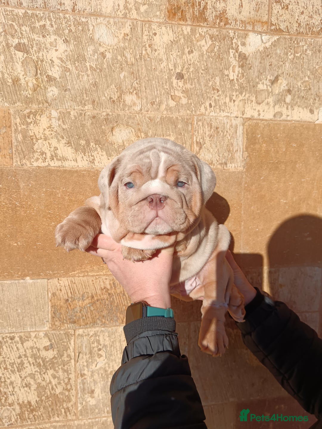 English Bulldog dogs for sale: 2 stunning males from the world famous Mr muscle  - Advert 20
