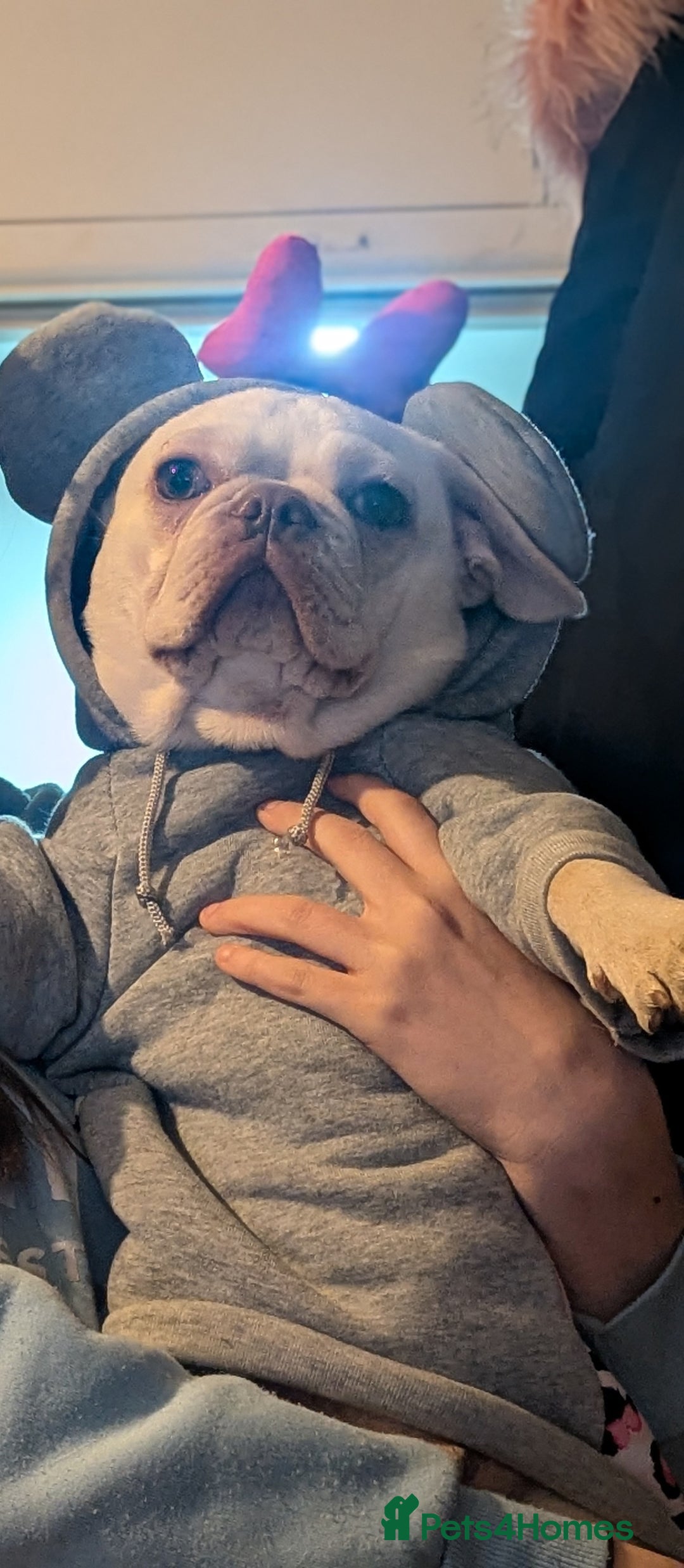 Mixed Breed dogs for sale: Male frug - Advert 3