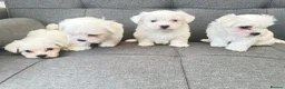 Maltese dogs for sale: Mini Maltese puppies for sale in Westgate-on-Sea - Advert 14