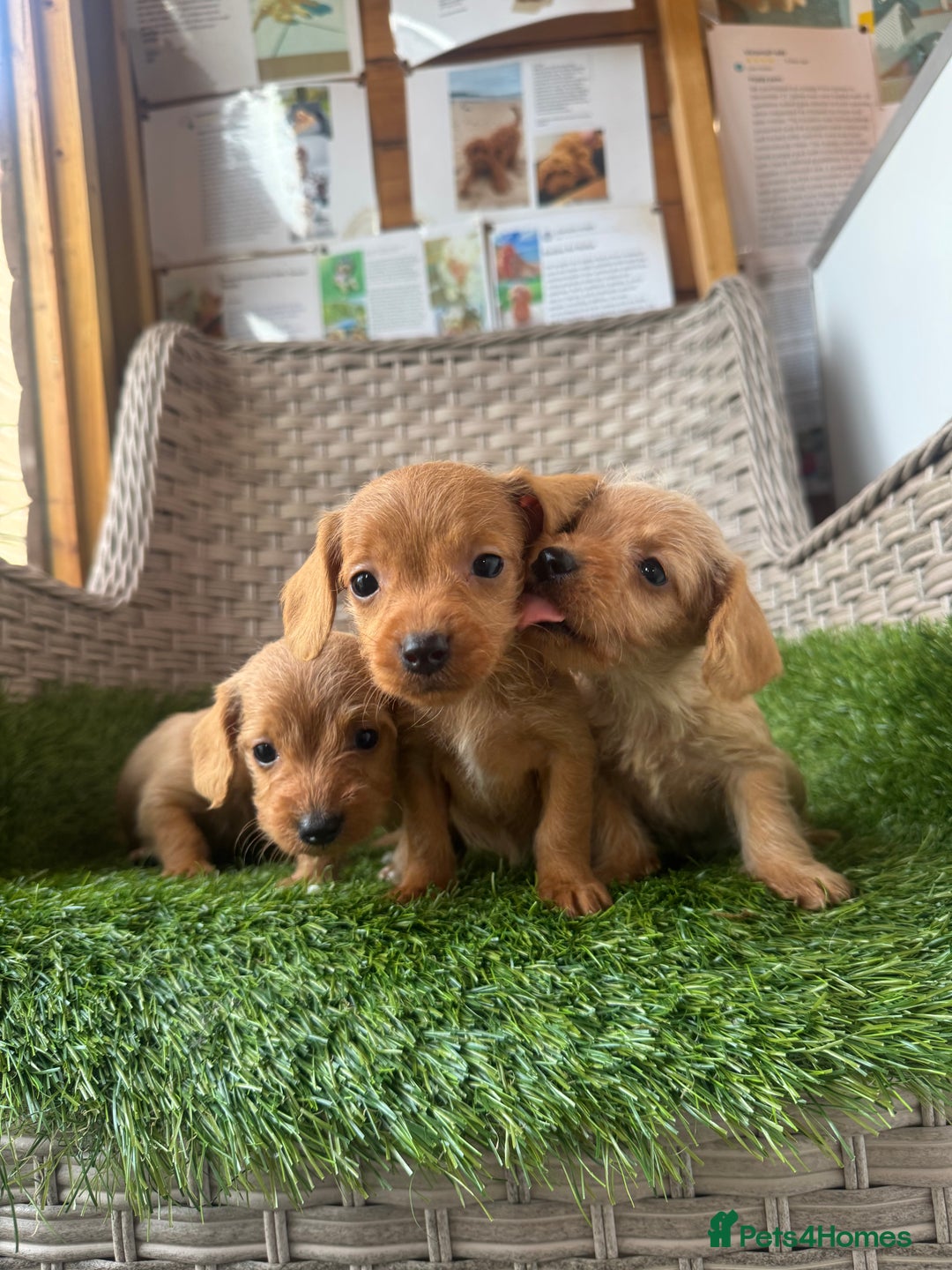 Mixed Breed dogs for sale: Stunning daxiepoos - Advert 18
