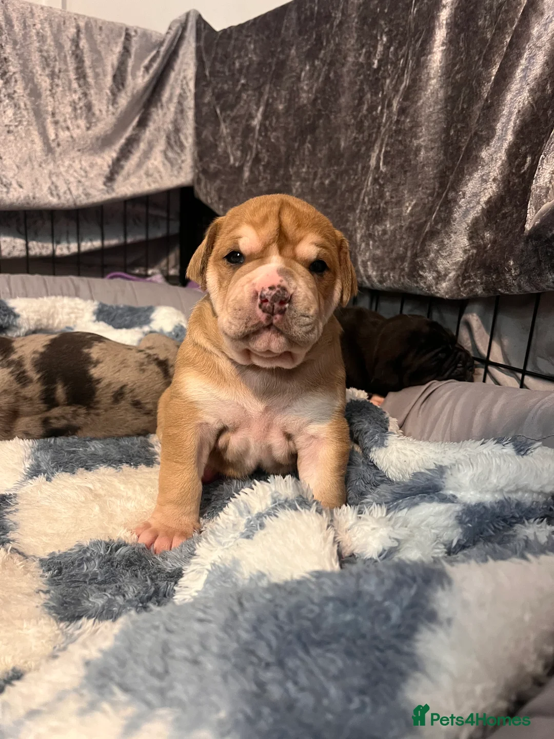 Alapaha Blue Blood Bulldog dogs for sale: Alapaha blue blood bulldog - Advert 31