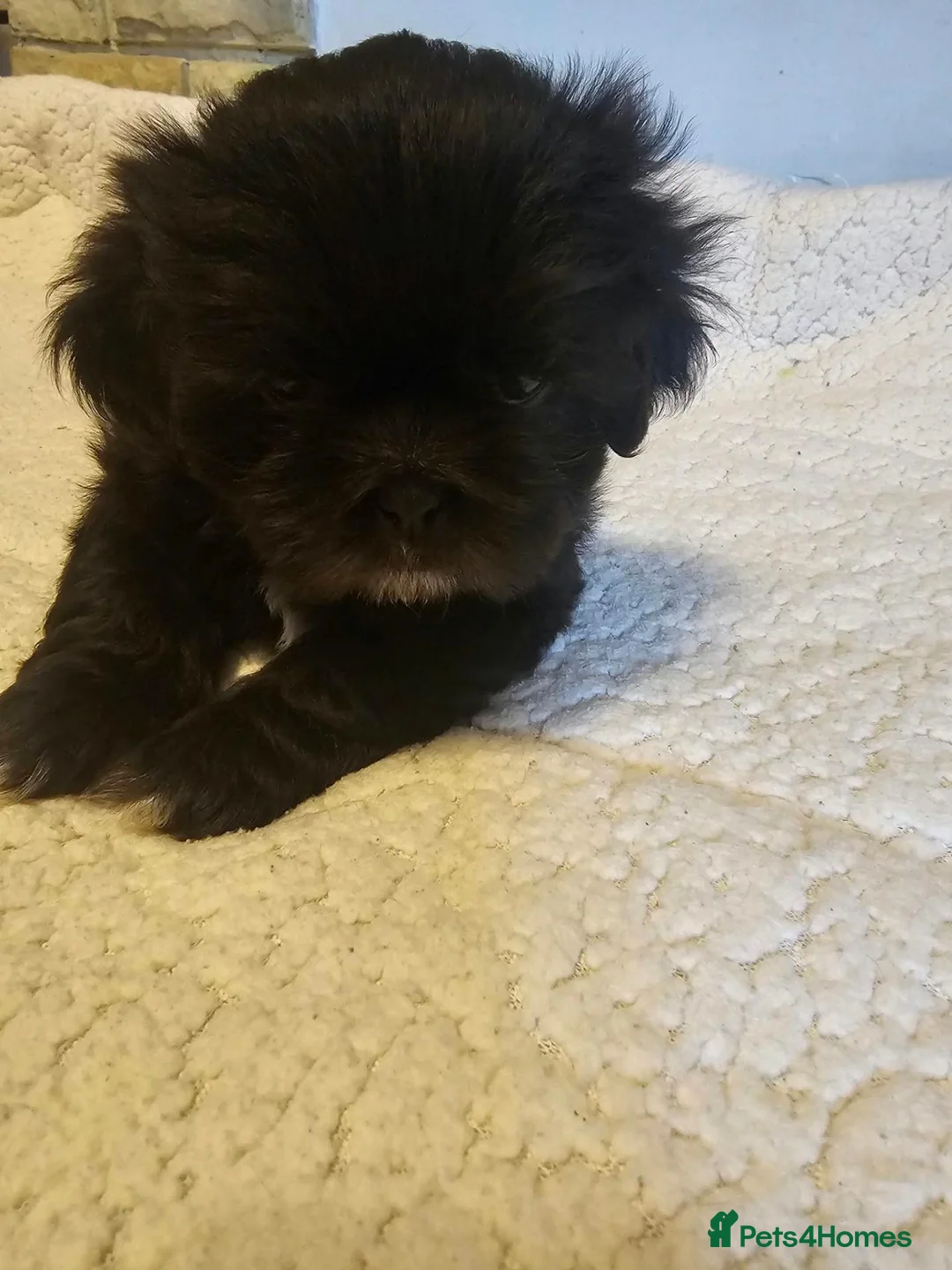 Shih Tzu dogs for sale: Shi tzu puppy's  - Advert 36