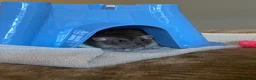 Rat rodents for sale: 2 male rats with cage, accessories and toys - Advert 3