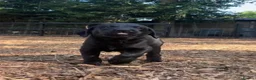 Labrador Retriever dogs for sale: 🐾  Champion Bloodline Health Tested Labradors🐾 - Advert 3