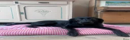 Labrador Retriever dogs for sale: KC Labradors | Wonderful Family Temperaments in London - Advert 7