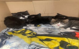 Mixed Breed cats for sale: Rescue kittens  - Image 1