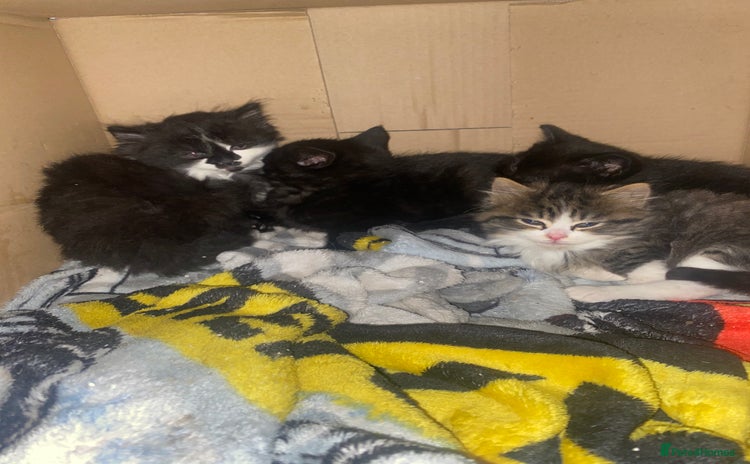 Mixed Breed cats - Advert 13