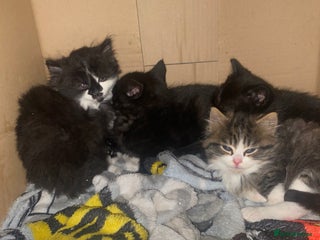 Mixed Breed cats - Advert 2