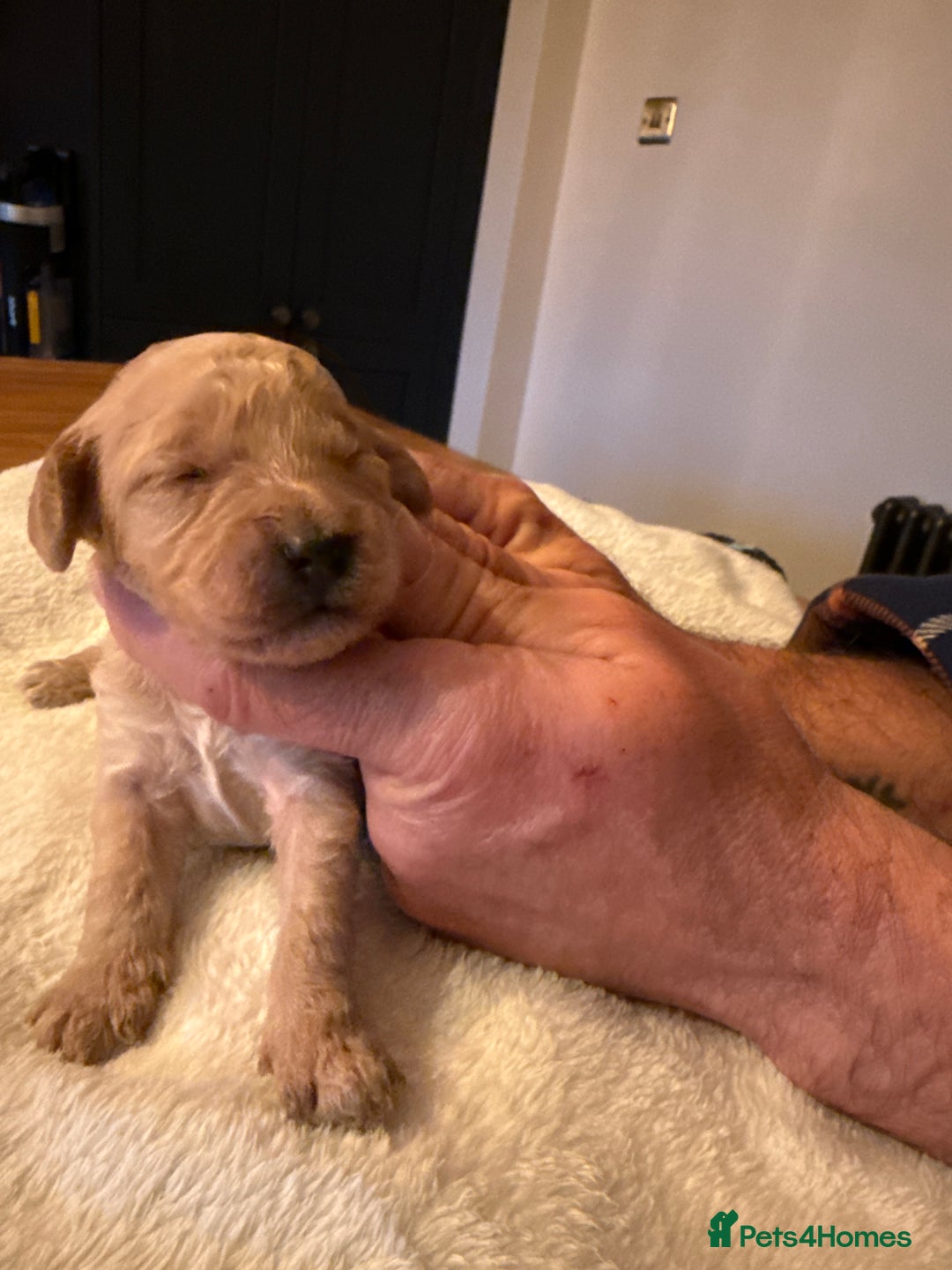 Cockapoo dogs for sale: Beautiful f2 cockapoos puppies 5 girls 3 boys  - Advert 8