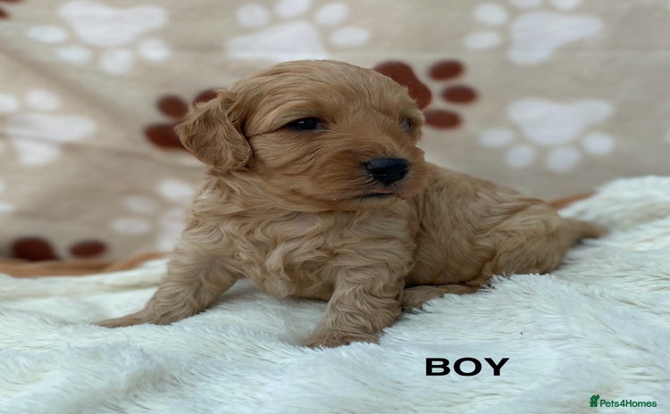 Cavapoo dogs - Advert 3