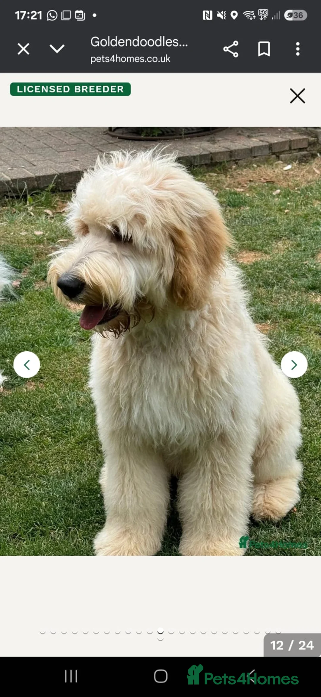 Goldendoodle dogs for sale: Goldendoodles. Extensively health tested parents - Advert 4