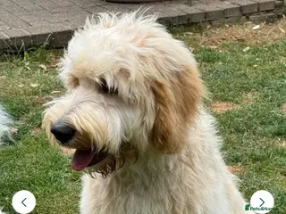 Goldendoodle dogs Goldendoodles. Extensively health tested parents - Advert 13