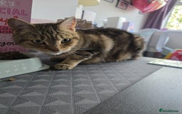 Mixed Breed cats for sale: Looking for a new home for our 4 year old cat. - Image 3