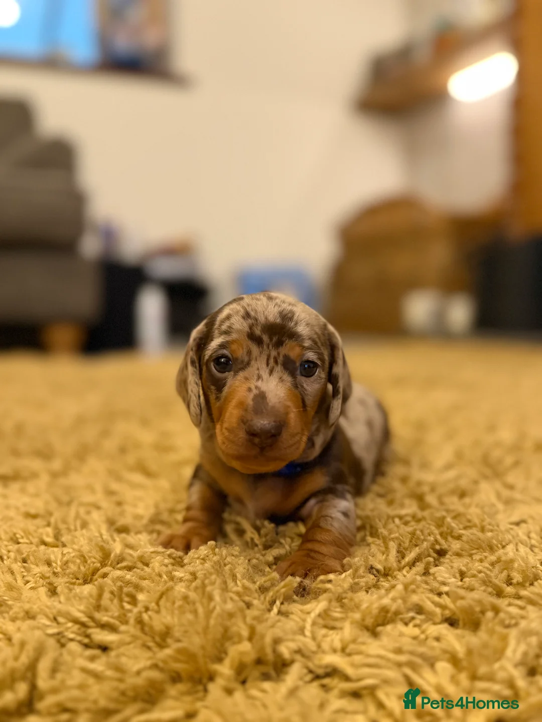 Miniature Dachshund dogs for sale: KC Miniature Dachshund puppies for sale  in Colchester - Advert 9