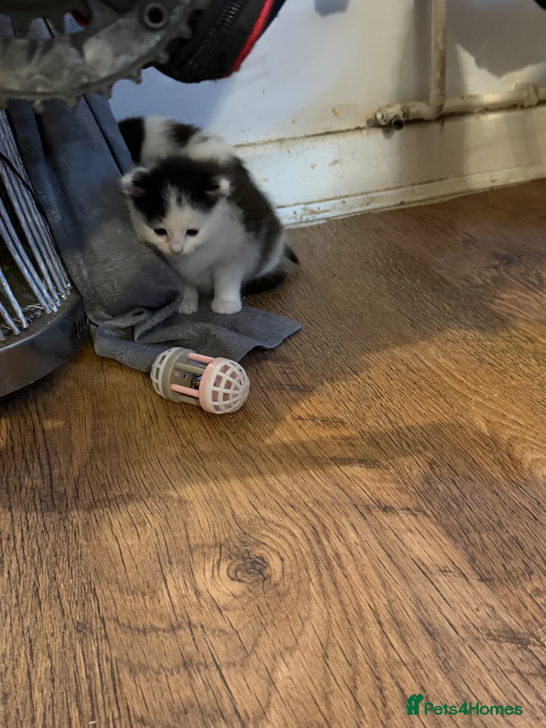 Mixed Breed cats for sale: Black and white kittens 8 weeks now in Oxford - Advert 2