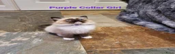 Ragdoll cats for sale: Stunning GCCF Registered Ragdoll Kittens. - Advert 13