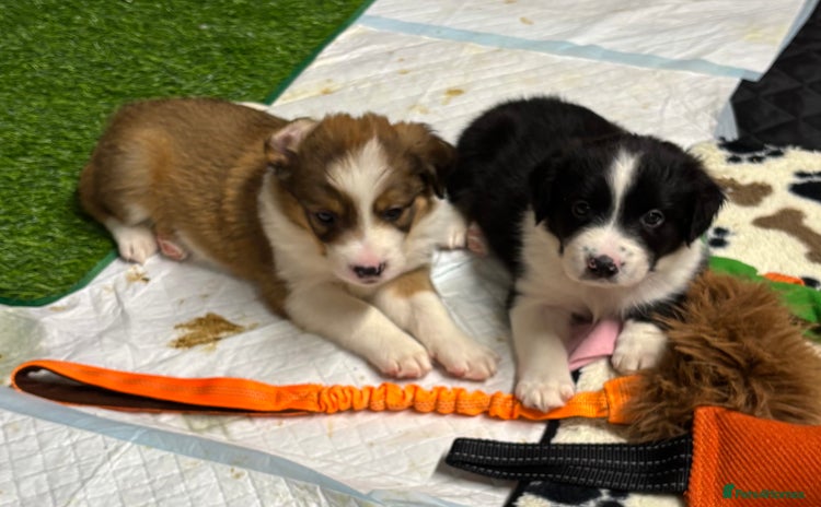 Border Collie dogs - Advert 1