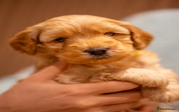 Cockapoo dogs for sale: Stunning F2b Miniature Cockapoos / Health Tested - Image 20