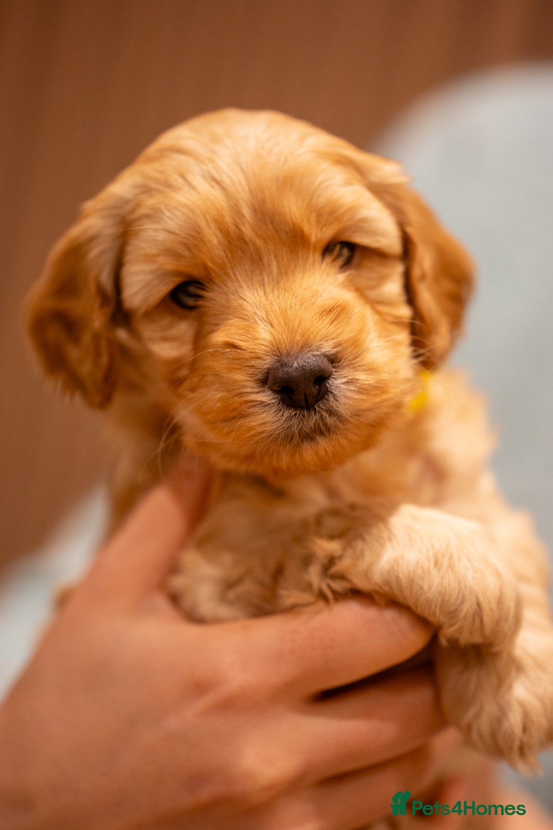 Cockapoo dogs for sale: Stunning F2b Miniature Cockapoos / Health Tested - Image 20