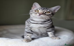 Bengal cats for sale: Silver Rosetted, Blue Silver Rosetted Bengal Girls - Image 7
