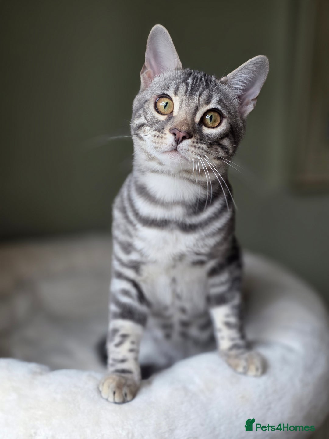 Bengal cats for sale: Silver Rosetted, Blue Silver Rosetted Bengal Girls - Image 7