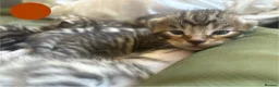 Bengal cats for sale: Beautiful Bengal Cross Kittens - Advert 24