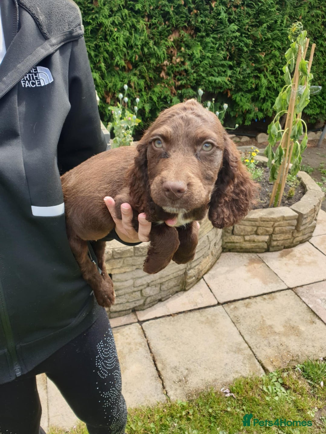 Sprocker dogs for sale: Sprockers Puppys - Image 6