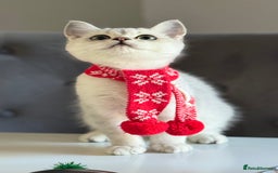 Scottish Fold cats for sale: Scottish Straight Boy - Image 15