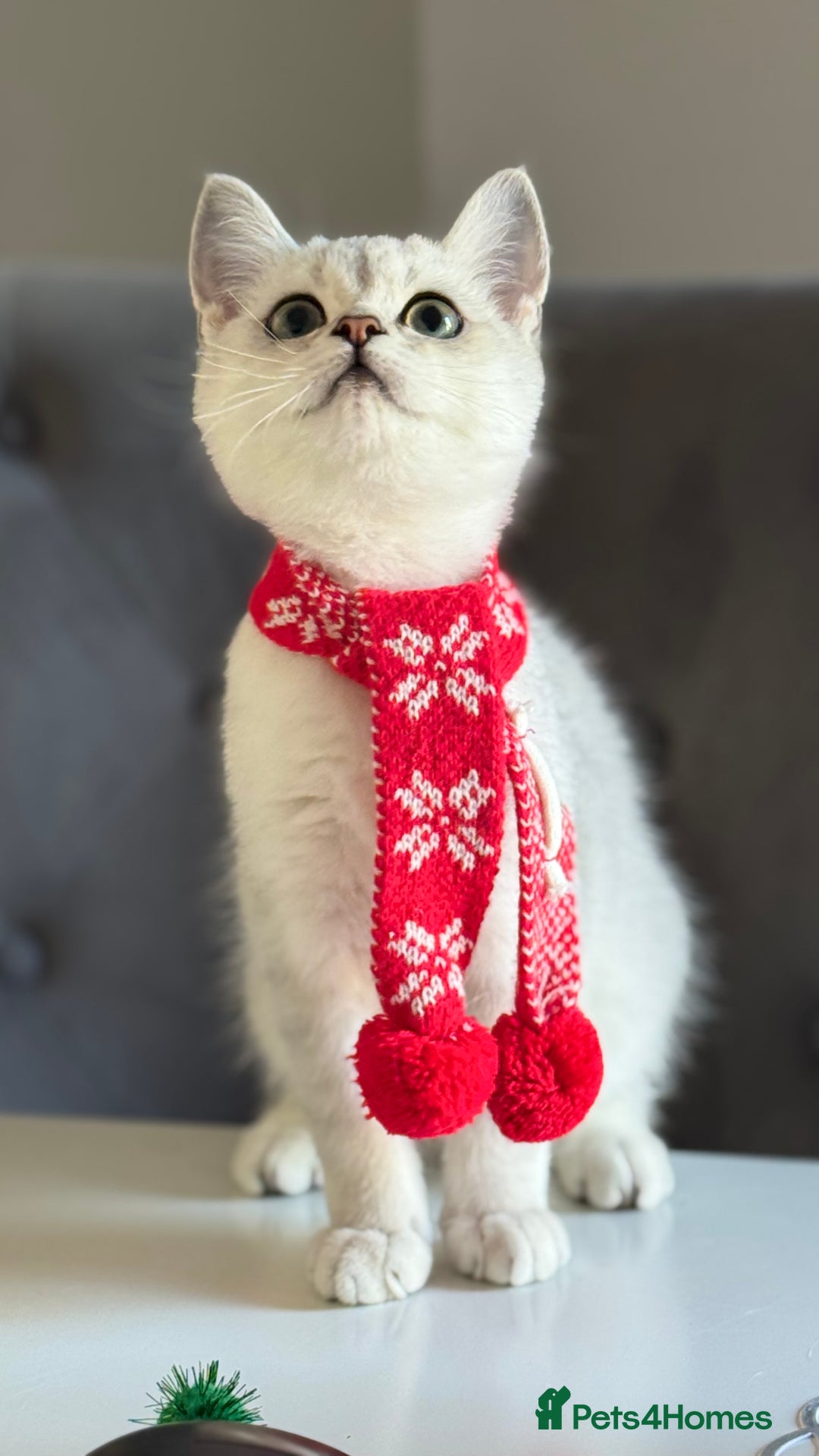 Scottish Fold cats for sale: Scottish Straight Boy - Image 15