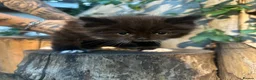 Mixed Breed cats for sale: Loving Homes Wanted 🐾 - Advert 16